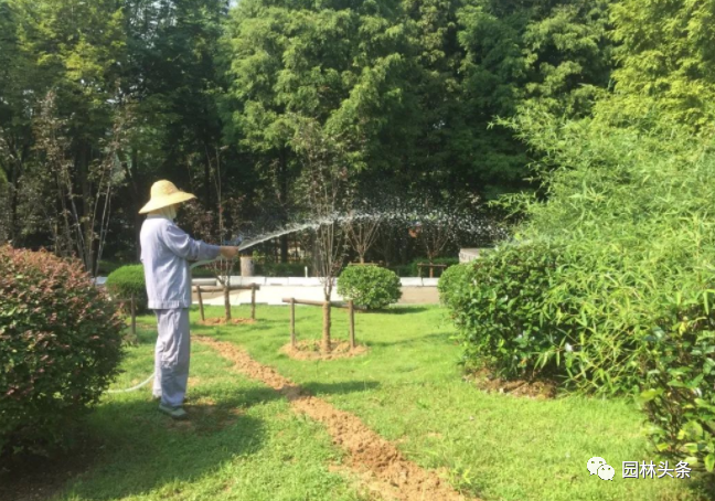 最難不過(guò)伏天，苗木安全度夏最全攻略！